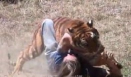 悲禽 虎出装,探寻神秘战神之崛起之路