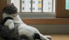 中路猫咪出装,打造无敌法师之路