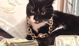 中路猫咪出装,打造无敌法师之路