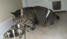 中路猫咪出装,打造无敌法师之路