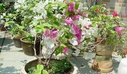 新花木男出装,打造时尚个性穿搭风格