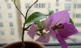 新花木男出装,打造时尚个性穿搭风格