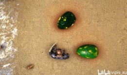 泰克剑龙加点,加点策略解析与实战攻略