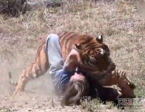 悲禽 虎出装,探寻神秘战神之崛起之路 悲禽 虎出装,探寻神秘战神之崛起之路