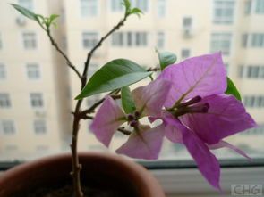 新花木男出装,打造时尚个性穿搭风格