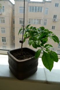 新花木男出装,打造时尚个性穿搭风格