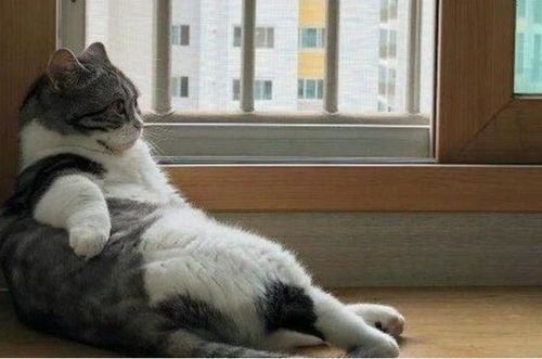 中路猫咪出装,打造无敌法师之路 中路猫咪出装,打造无敌法师之路