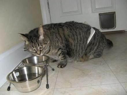 中路猫咪出装,打造无敌法师之路 中路猫咪出装,打造无敌法师之路